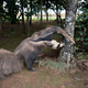 A photograph showing the taxidermied anteater.
